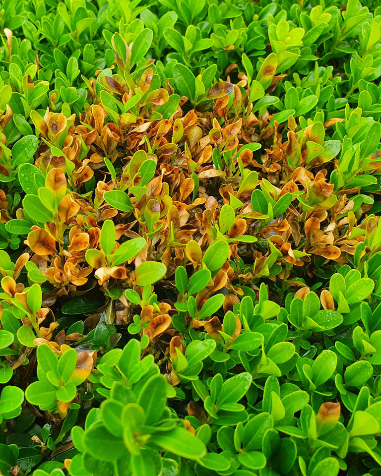 Début de l'infestation par le champignon Buxus - Feuilles de buis avec des taches orange/brunes.