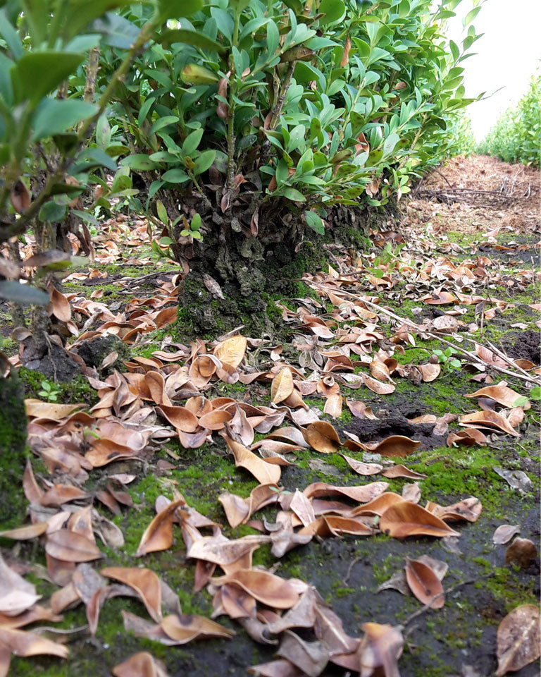 Feuilles sèches sur le sol sous le Buxus, causées par le champignon du Buxus.