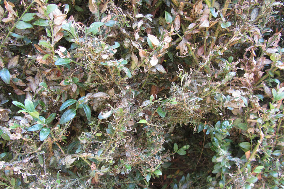 Dégâts après une infestation de chenilles de Buxus - Buxus mâché avec des tétranyques et des excréments de chenilles.