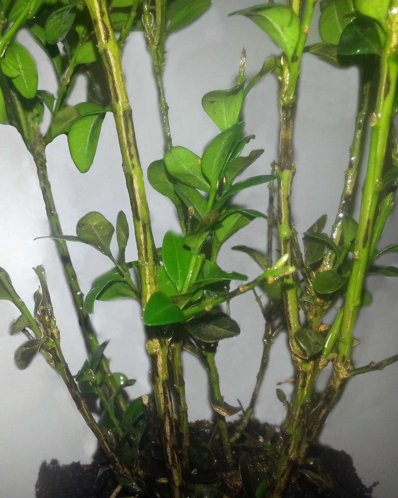 Rayures noires sur les branches de Buxus affectées par le champignon Buxus