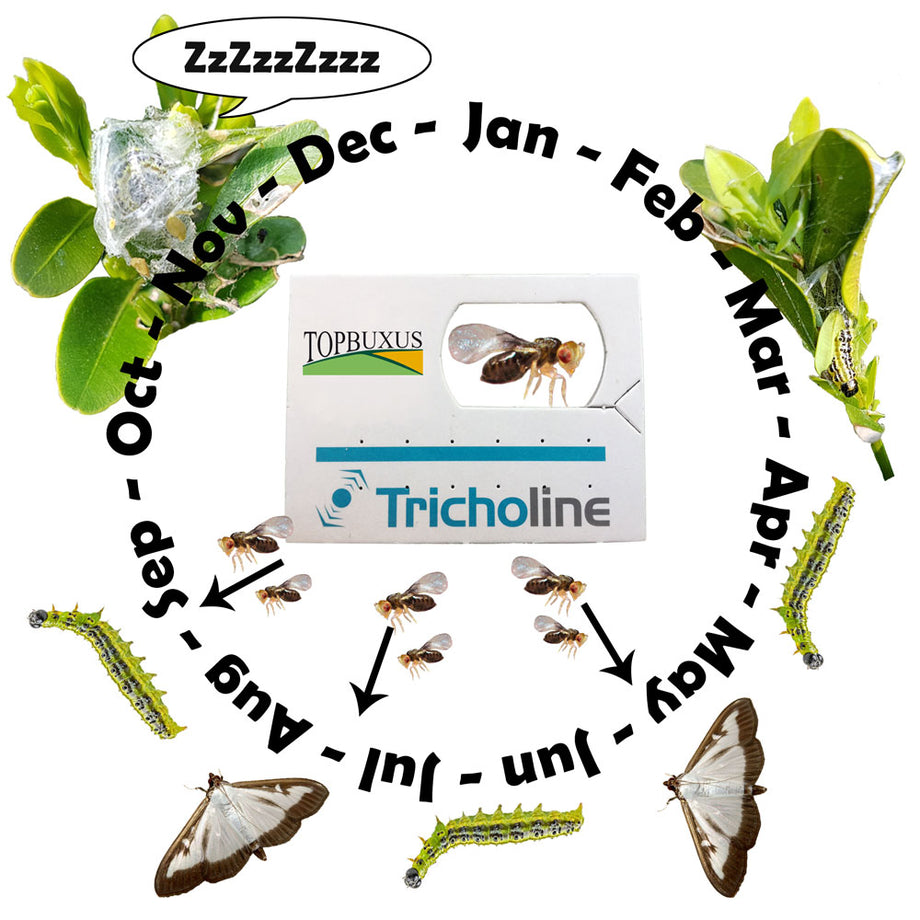 Trichogrammes anti mites alimentaires - Jardin et Saisons